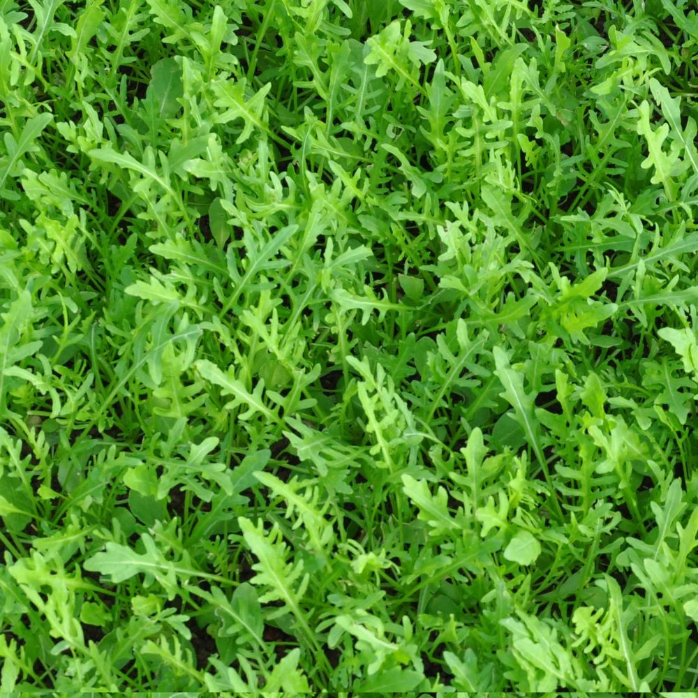 #SM4.48 WILD ROCKET SEED | Smarties.bio