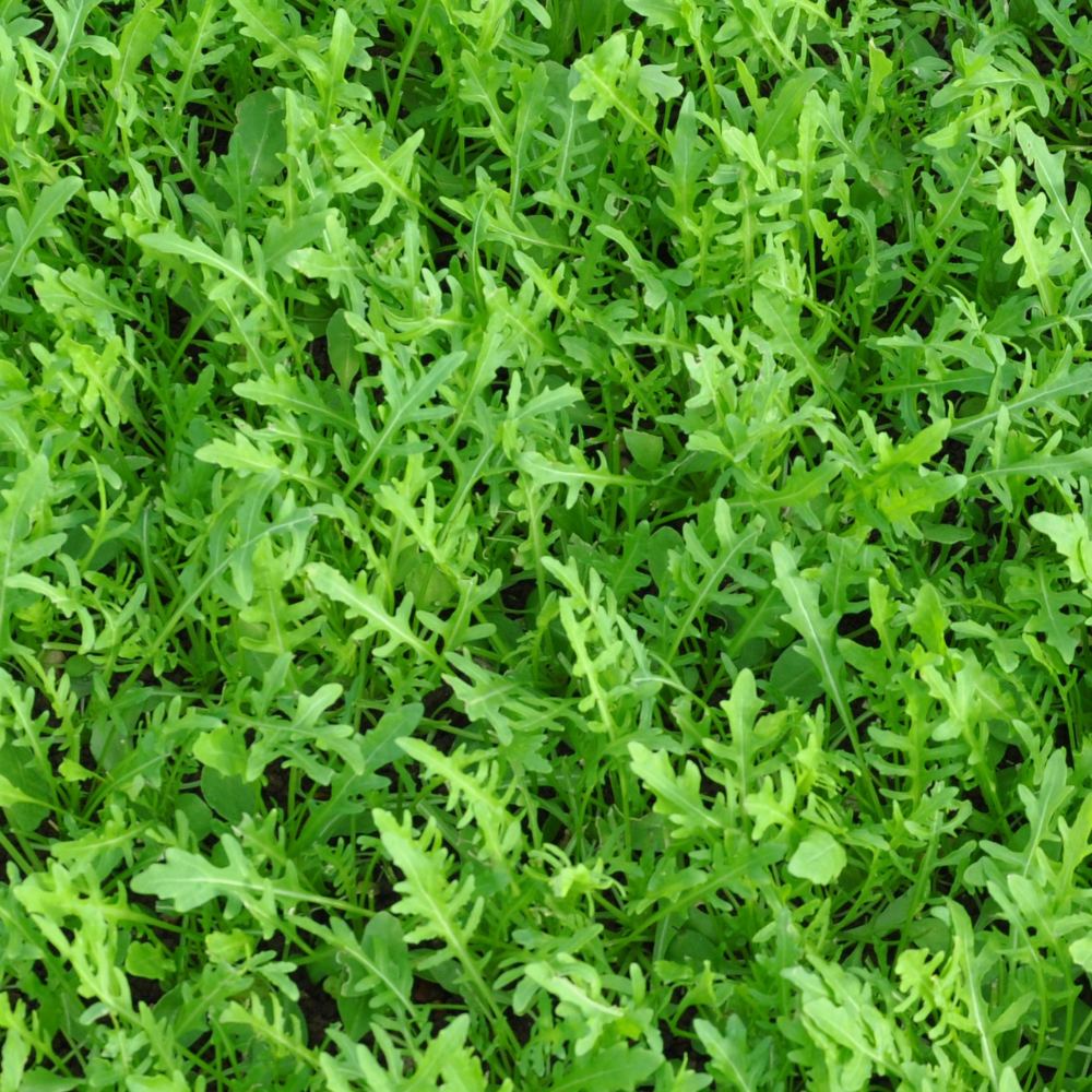 #SM4.48 WILD ROCKET SEED | smarties.bio