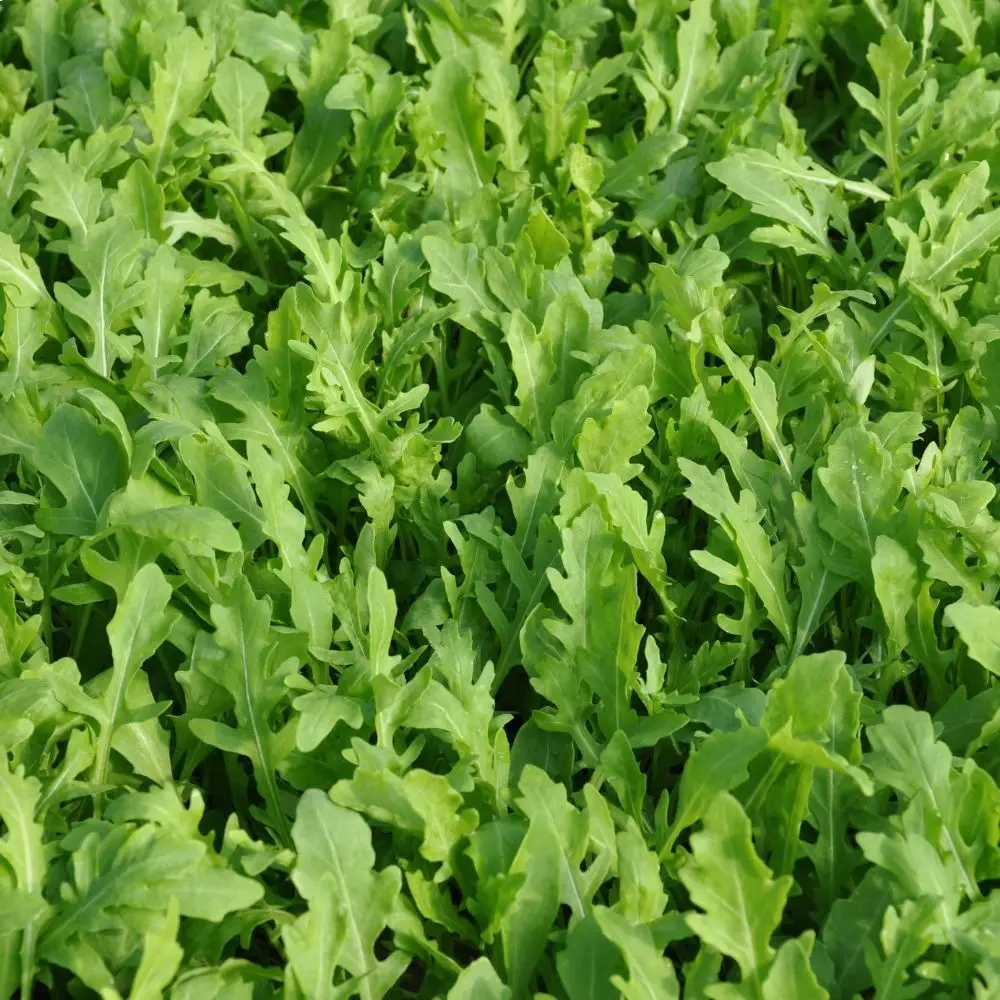 MATCH WILD ROCKET SEED | Smarties.bio