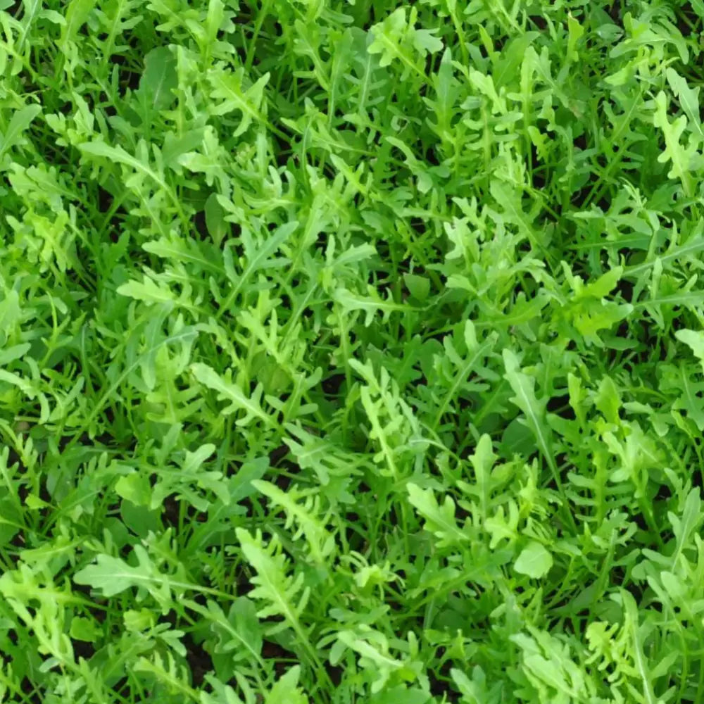 MATCH WILD ROCKET SEED | Smarties.bio