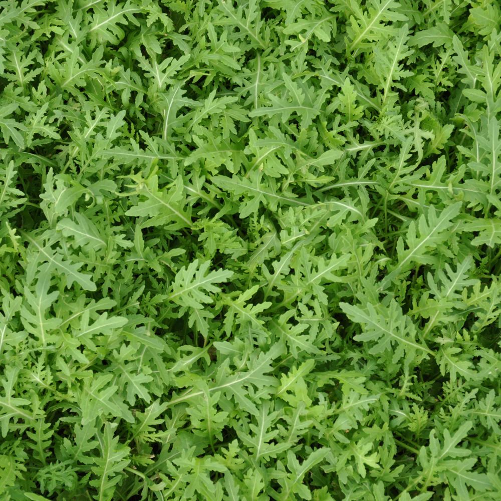 STRIKE WILD ROCKET SEEDS | Smarties.bio