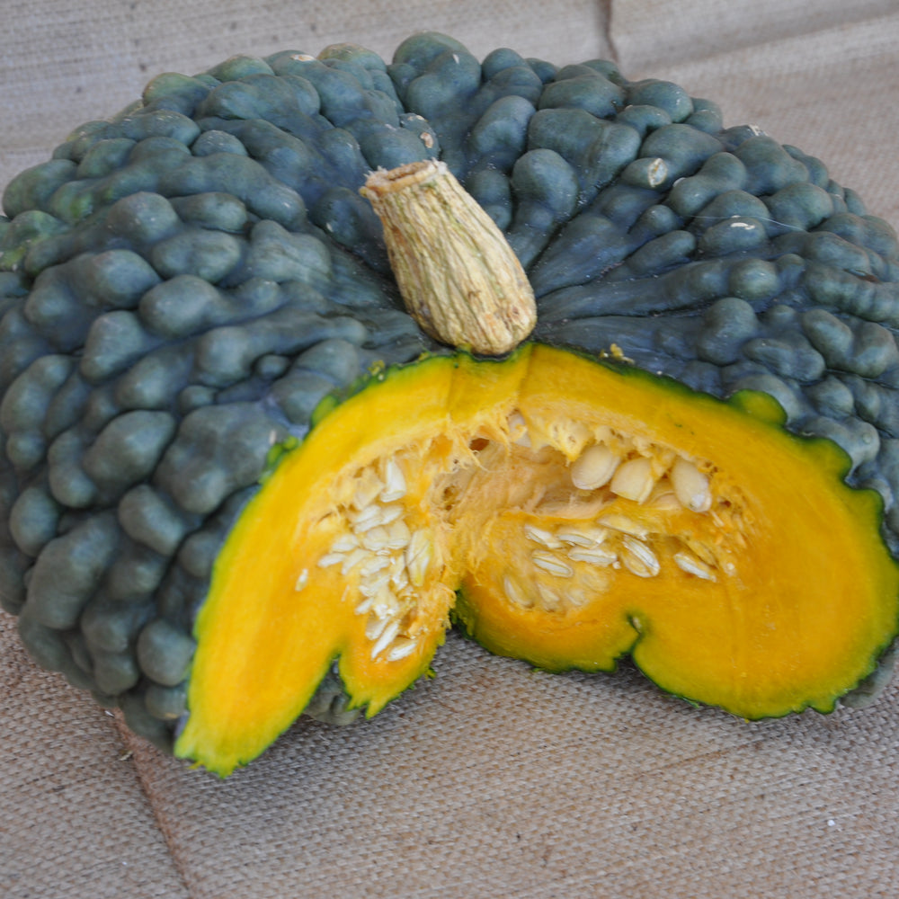 XS102 MARINA DI CHIOGGIA SQUASH or “SUCA BARUCA” SEEDS | Smarties.bio