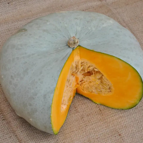 XS103 GREY KABOCHA SQUASH SEEDS | Smarties.bio