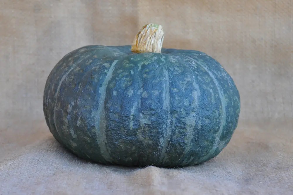 XS106 GREEN KABOCHA (DELICA TYPE) SQUASH SEEDS | Smarties.bio