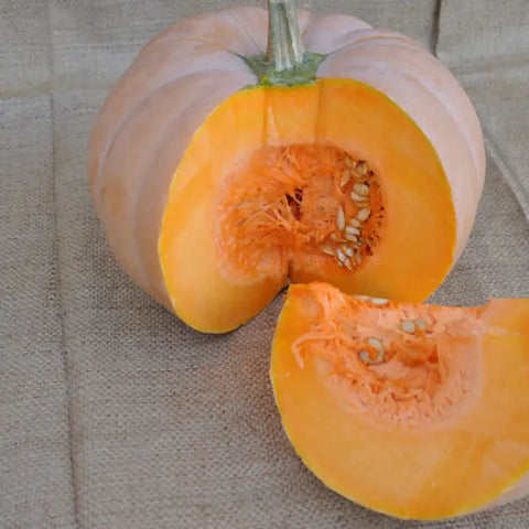 XS112 ROUNDED BUTTERNUT SQUASH SEEDS | Smarties.bio