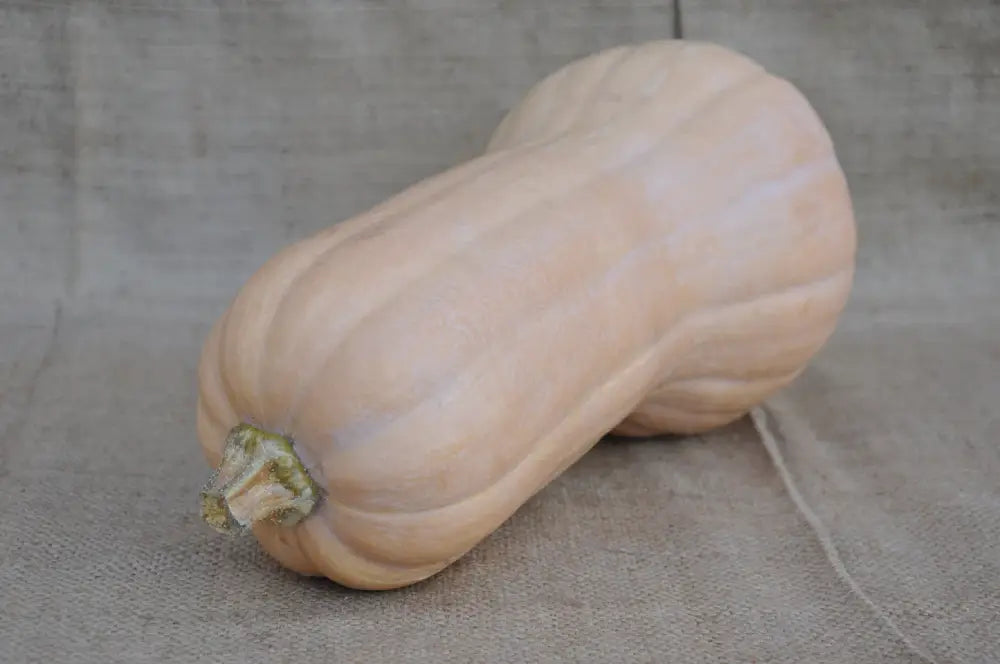 BUTTERNUT SQUASH SEEDS | Smarties.bio