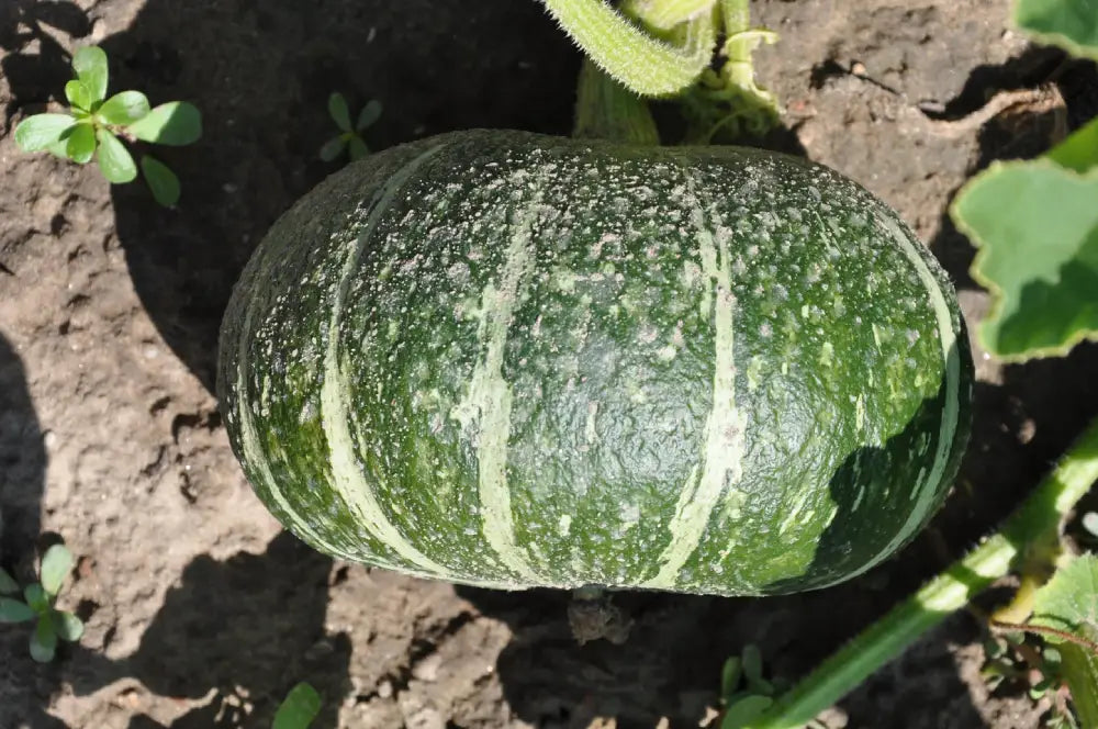 DELICA F1 SQUASH SEEDS | Smarties.bio