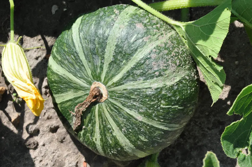 
                      
                        DELICA F1 SQUASH SEEDS | Smarties.bio
                      
                    