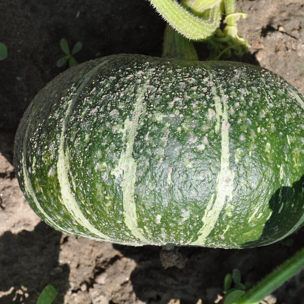 Zucca Delica F1 | smarties.bio