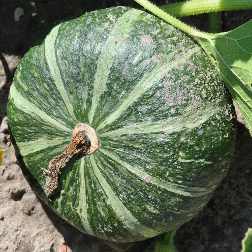 
                      
                        Zucca Delica F1 | smarties.bio
                      
                    