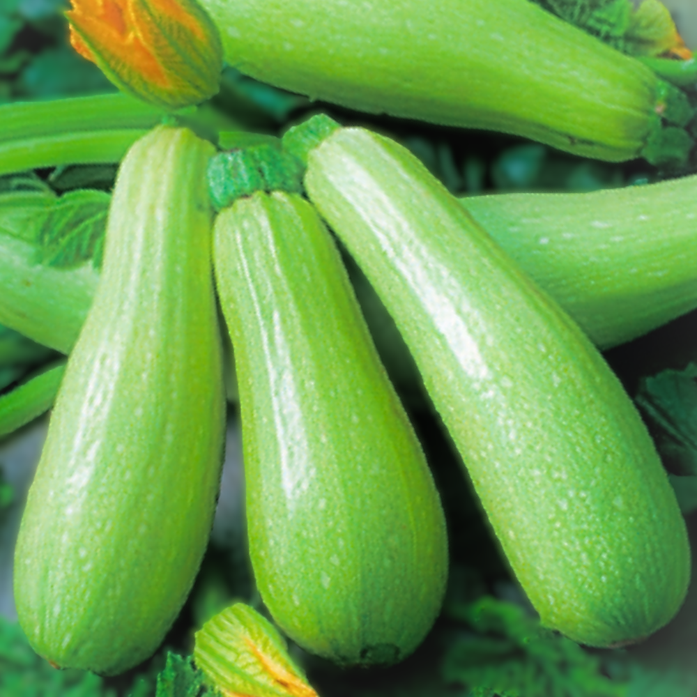 EMILIO F1 ZUCCHINI SEEDS| smarties.bio
