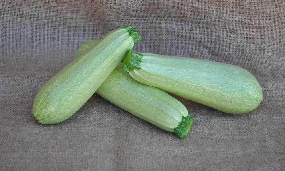 EMILIO F1 ZUCCHINI SEEDS | Smarties.bio