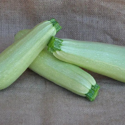 EMILIO F1 ZUCCHINI SEEDS | Smarties.bio