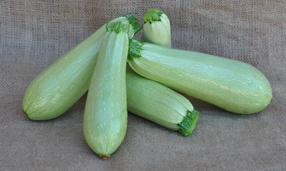EMILIO F1 ZUCCHINI SEEDS | Smarties.bio