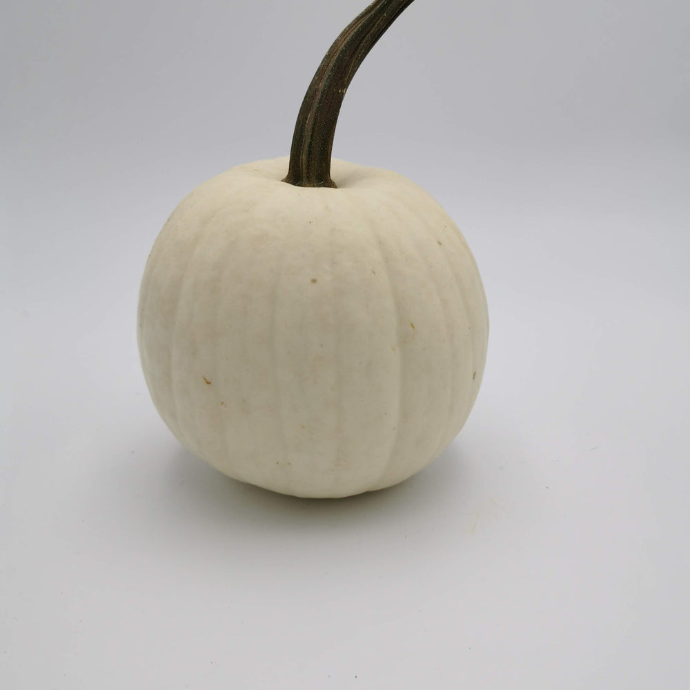 WHITE CARVING PUMPKIN SEEDS