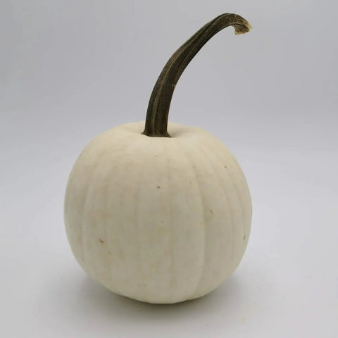 WHITE CARVING PUMPKIN SEEDS | Smarties.bio
