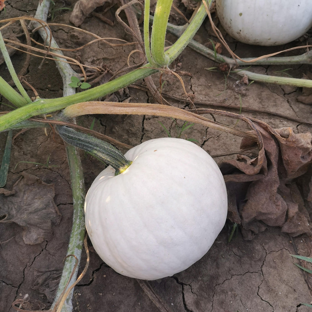 WHITE CARVING PUMPKIN SEEDS