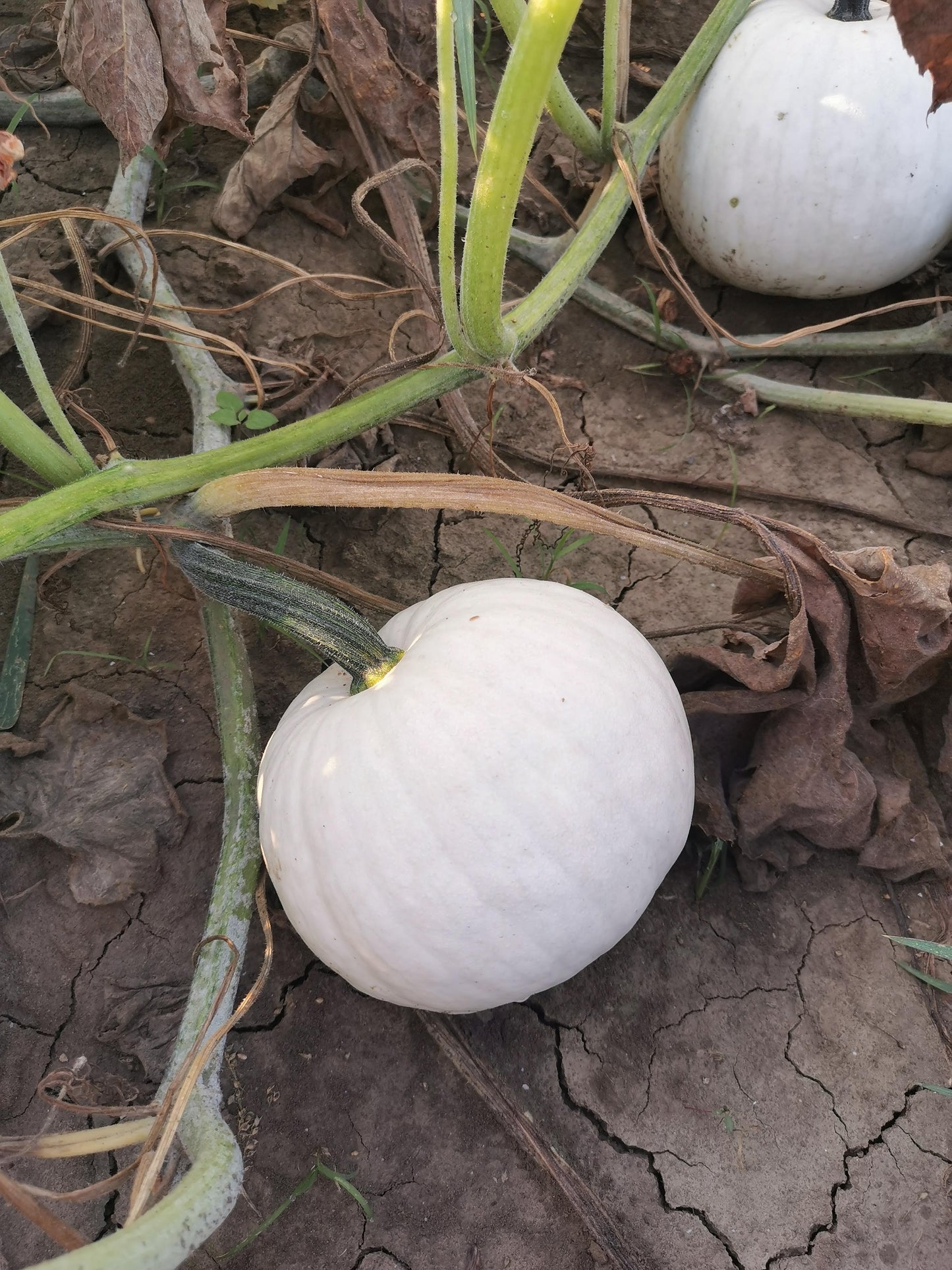 WHITE CARVING PUMPKIN SEEDS