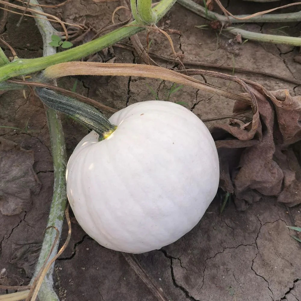 WHITE CARVING PUMPKIN SEEDS | Smarties.bio