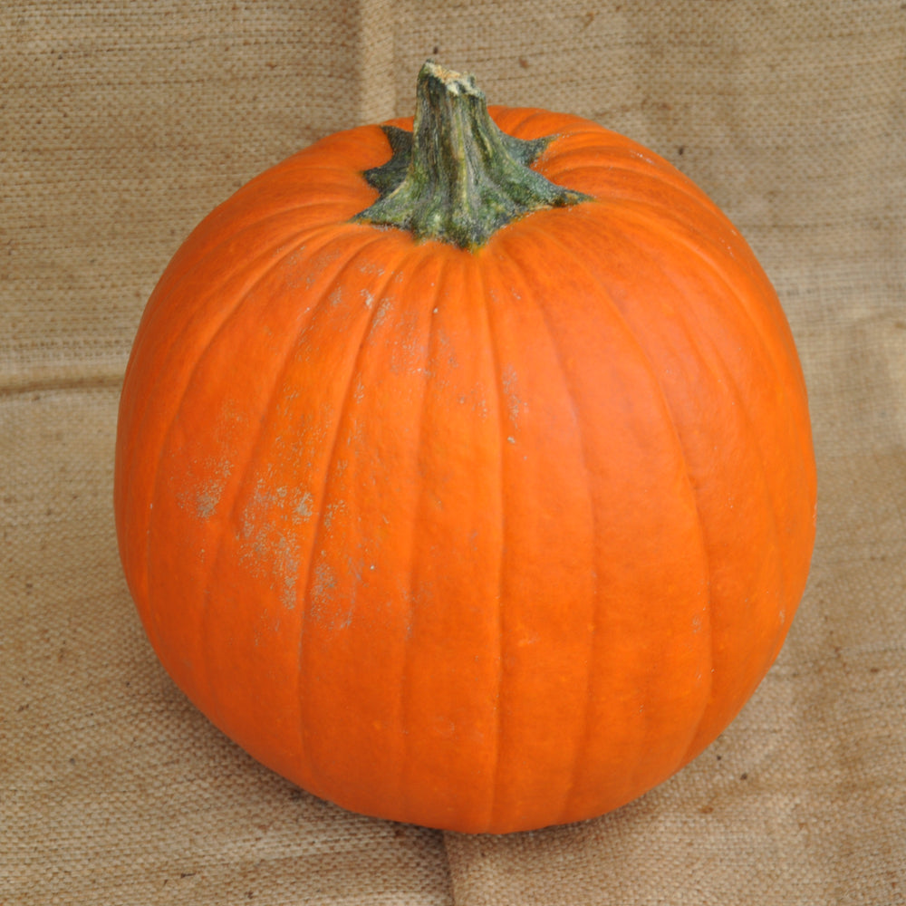GIANT ORANGE CARVING PUMPKIN SEEDS | Smarties.bio