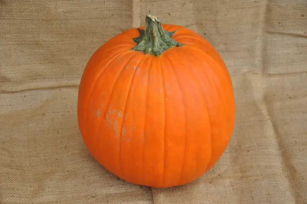 GIANT ORANGE CARVING PUMPKIN SEEDS | Smarties.bio