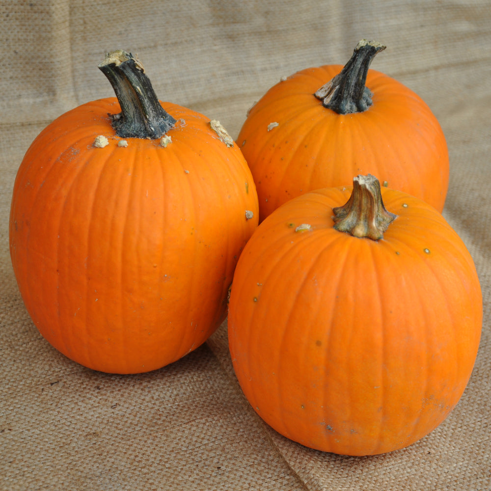 MINI ORANGE CARVING PUMPKIN SEEDS | smarties.bio