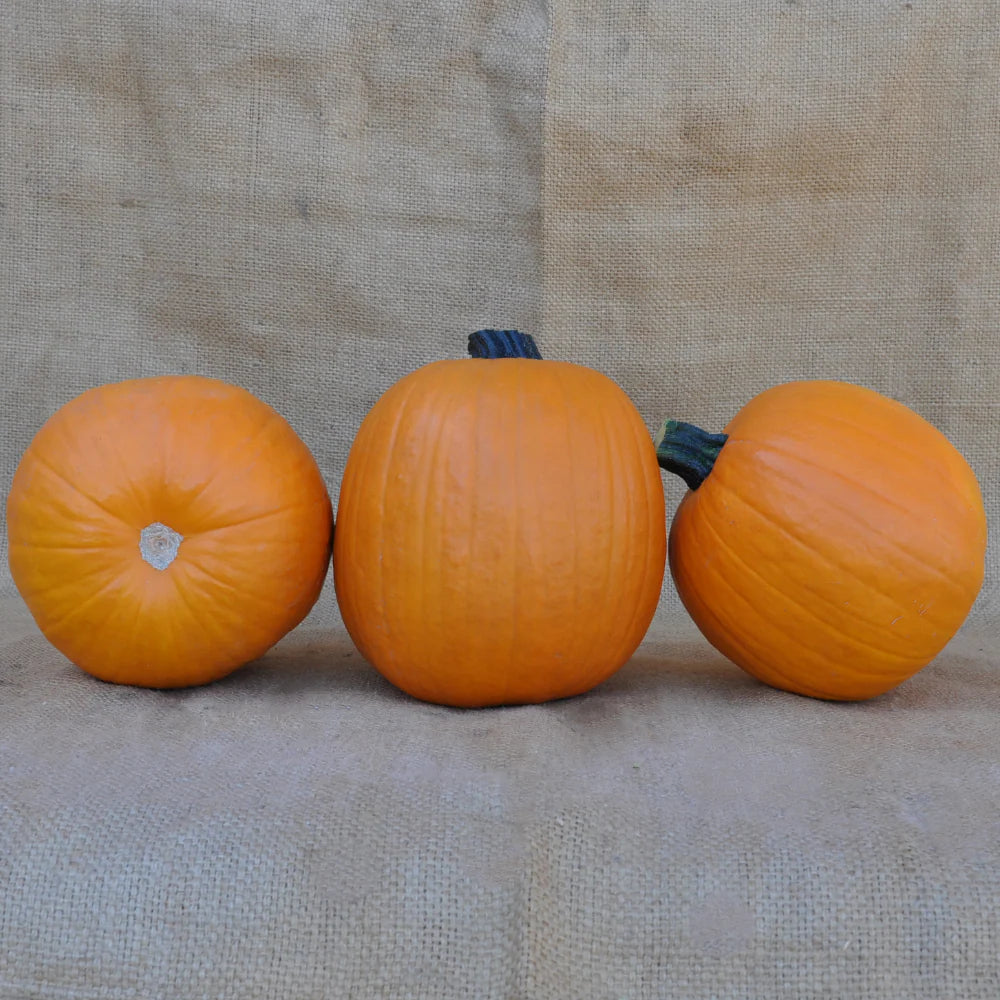 MINI ORANGE CARVING PUMPKIN SEEDS | Smarties.bio