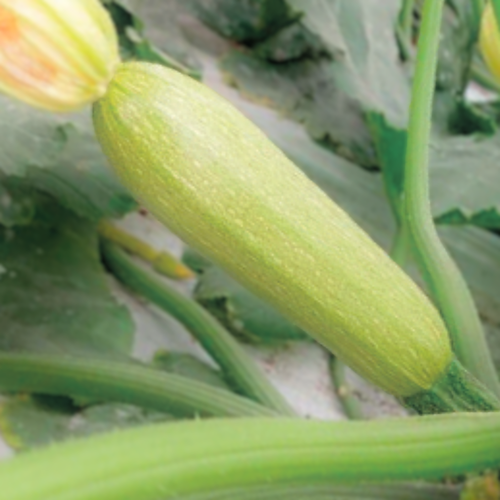 HAMURABI F1 ZUCCHINI SEEDS | SMARTIES.BIO