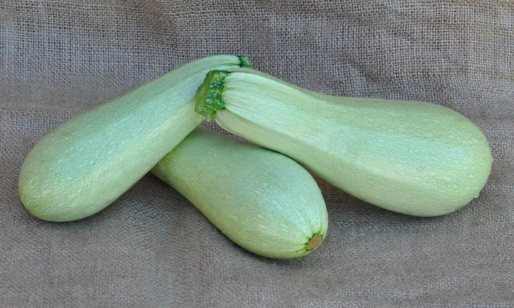 HAMURABI F1 ZUCCHINI SEEDS | Smarties.bio