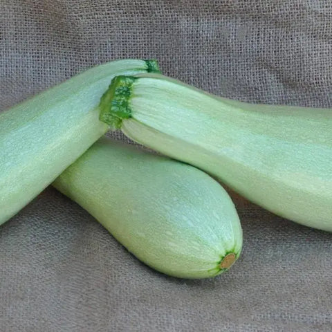 HAMURABI F1 ZUCCHINI SEEDS | Smarties.bio