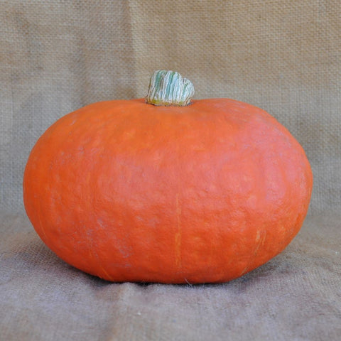 XS336 ORANGE KABOCHA (DELICA TYPE) SQUASH SEEDS | Smarties.bio