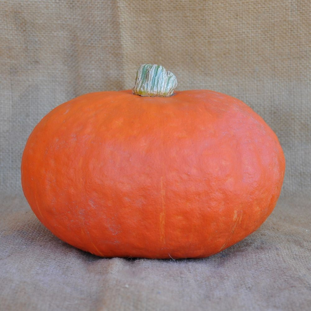 XS336 ORANGE KABOCHA (DELICA TYPE) SQUASH SEEDS | Smarties.bio