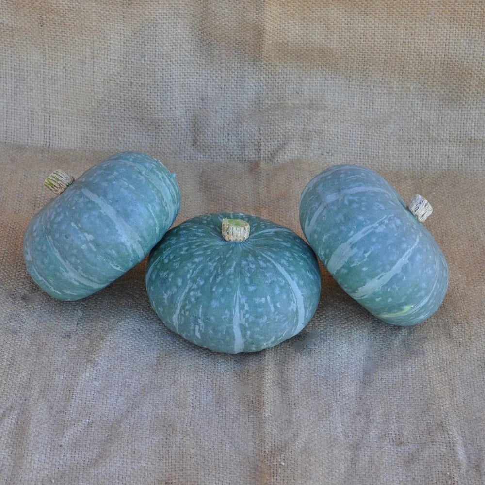 XS331 MINI GREEN KABOCHA (DELICA TYPE) SQUASH SEEDS | Smarties.bio