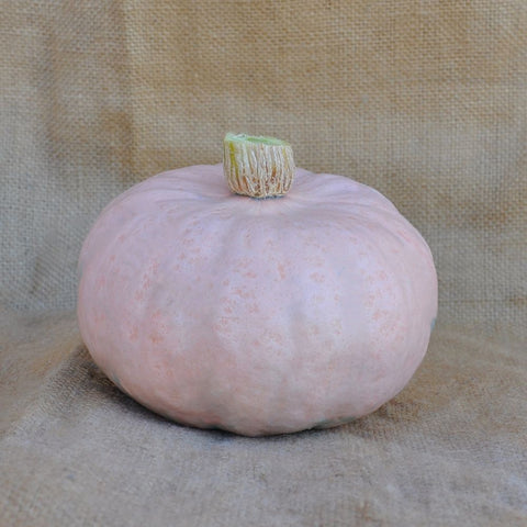 XS333 PINK KABOCHA (DELICA TYPE) SQUASH SEEDS | Smarties.bio