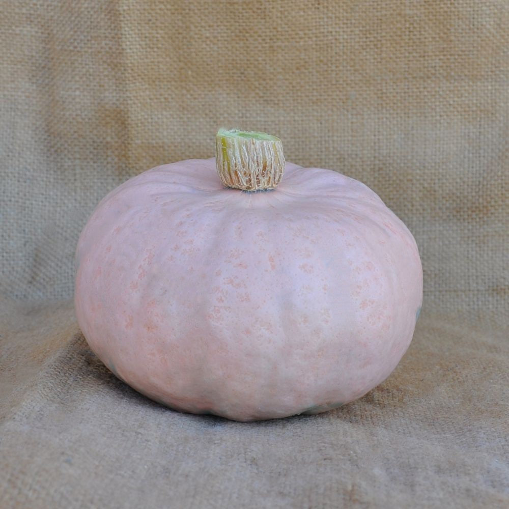 XS333 PINK KABOCHA (DELICA TYPE) SQUASH SEEDS | Smarties.bio