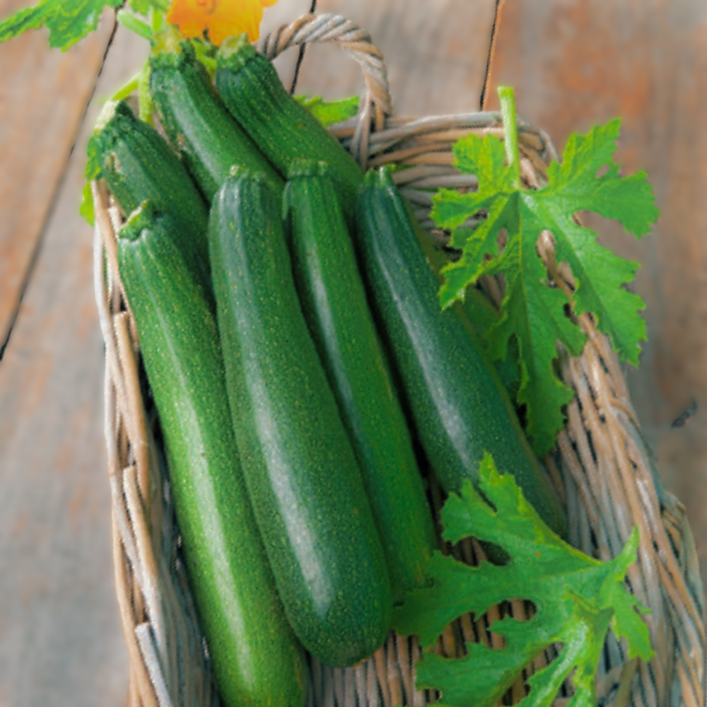 MINERVA F1 ZUCCHINI SEEDS | smarties.bio