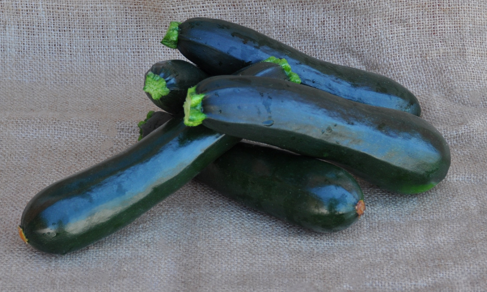 MINERVA F1 ZUCCHINI SEEDS | smarties.bio