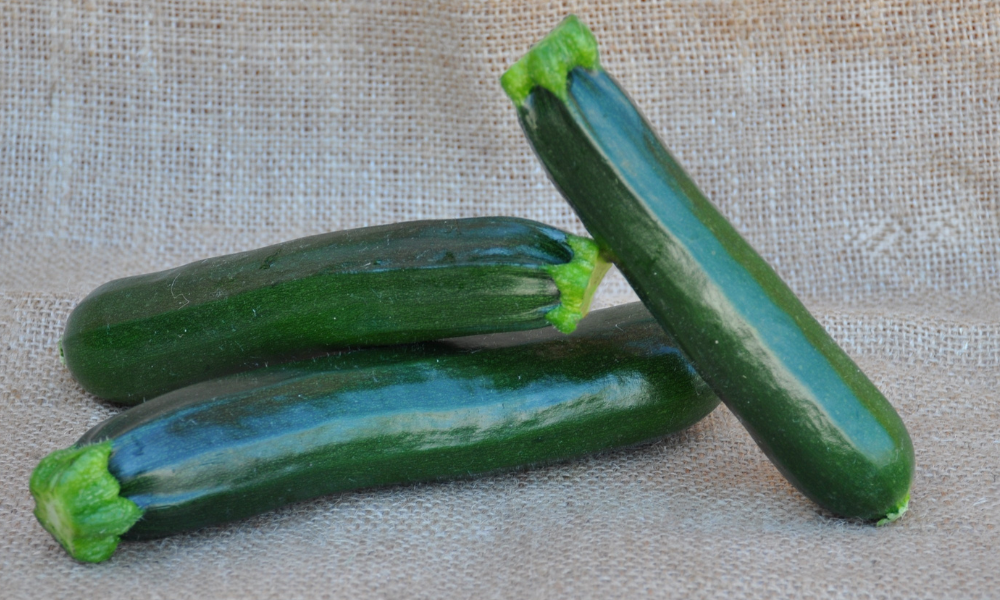 MINERVA F1 ZUCCHINI SEEDS | smarties.bio