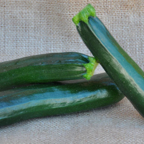 MINERVA F1 ZUCCHINI SEEDS | Smarties.bio