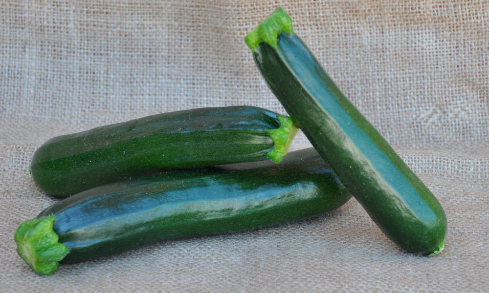 MINERVA F1 ZUCCHINI SEEDS | Smarties.bio