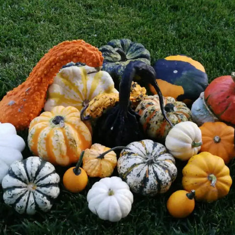ORNAMENTAL MIXED SQUASH | Smarties.bio