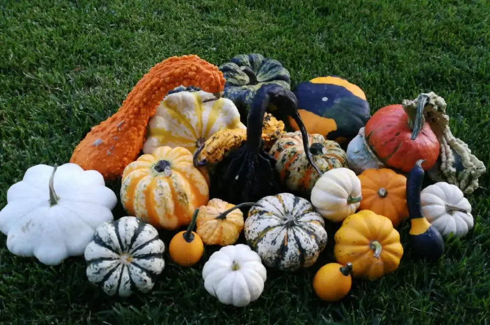 ORNAMENTAL MIXED SQUASH | Smarties.bio