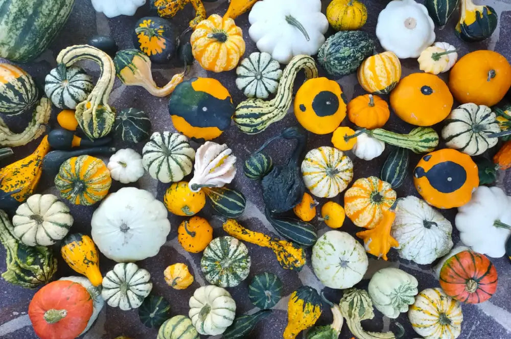ORNAMENTAL MIXED SQUASH | Smarties.bio