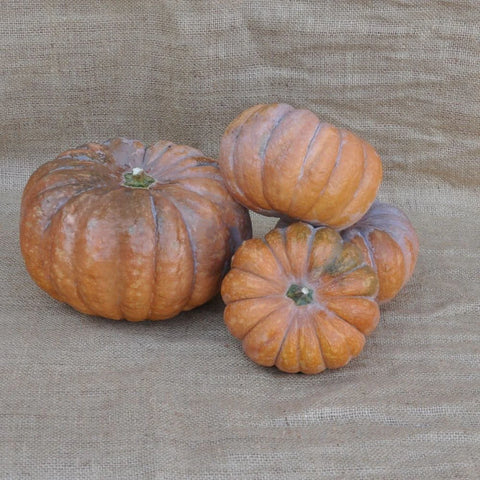MINI MUSCADE DE PROVENCES SQUASH SEEDS | Smarties.bio