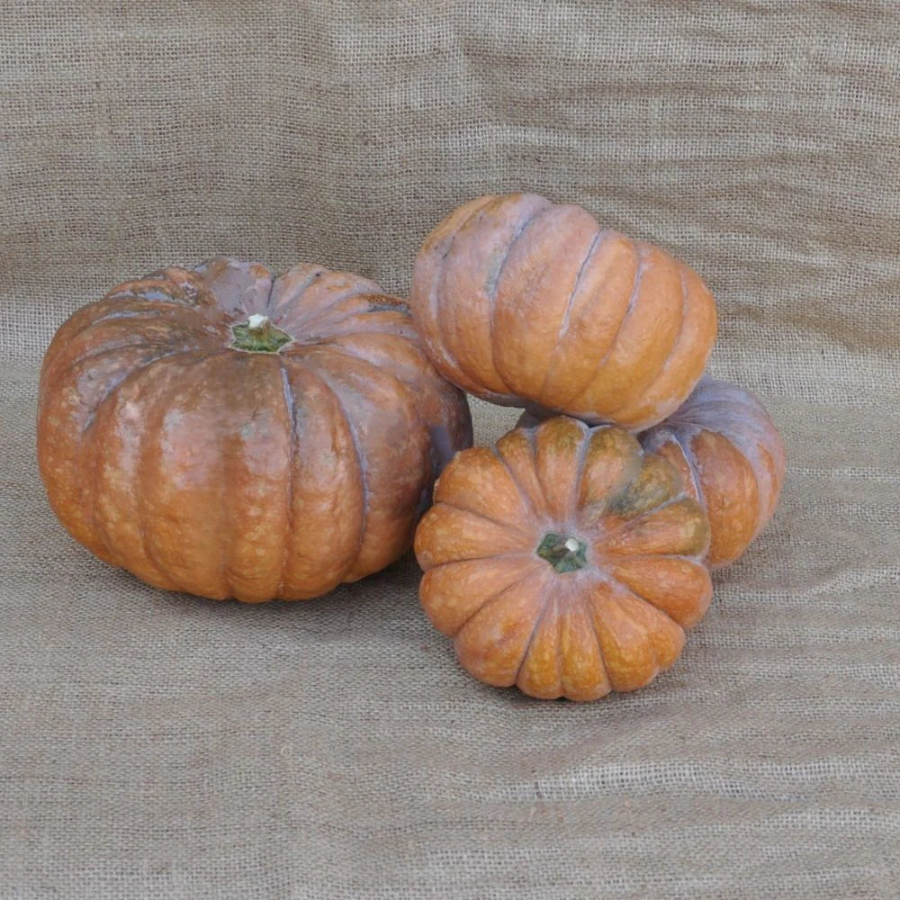 MINI MUSCADE DE PROVENCES SQUASH SEEDS | Smarties.bio