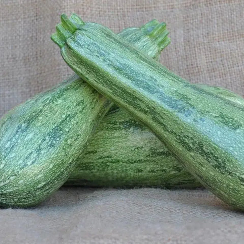 SAGIN F1 ZUCCHINI SEEDS | Smarties.bio