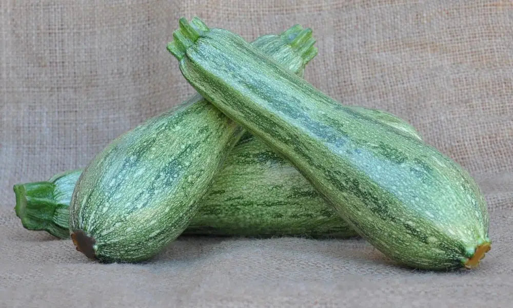 SAGIN F1 ZUCCHINI SEEDS | Smarties.bio