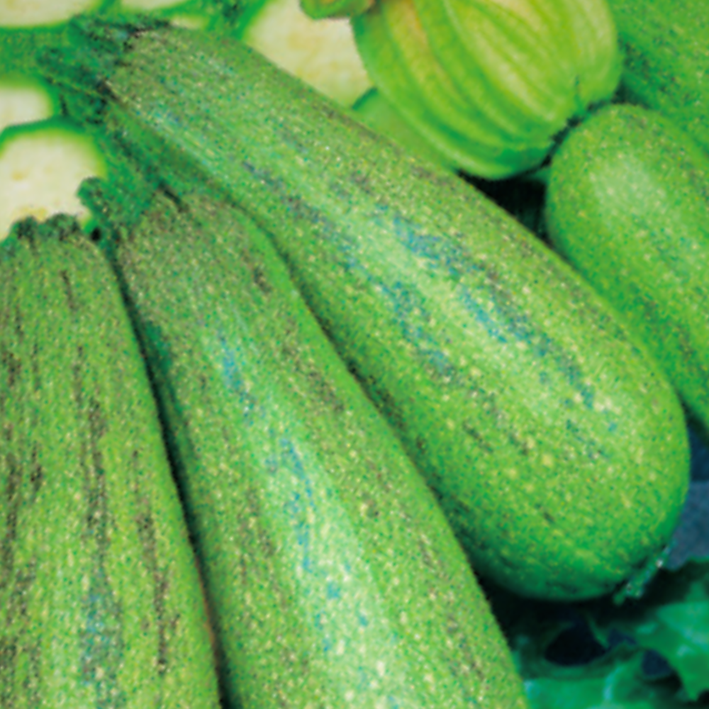 SAGIN F1 ZUCCHINI SEEDS | smarties.bio