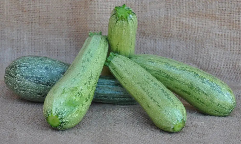 SAGIN F1 ZUCCHINI SEEDS | Smarties.bio