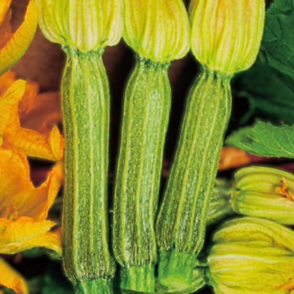 SPRINT F1 ZUCCHINI SEEDS | SMARTIES.BIO